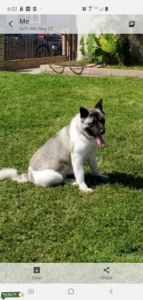 AKITA Listing Image