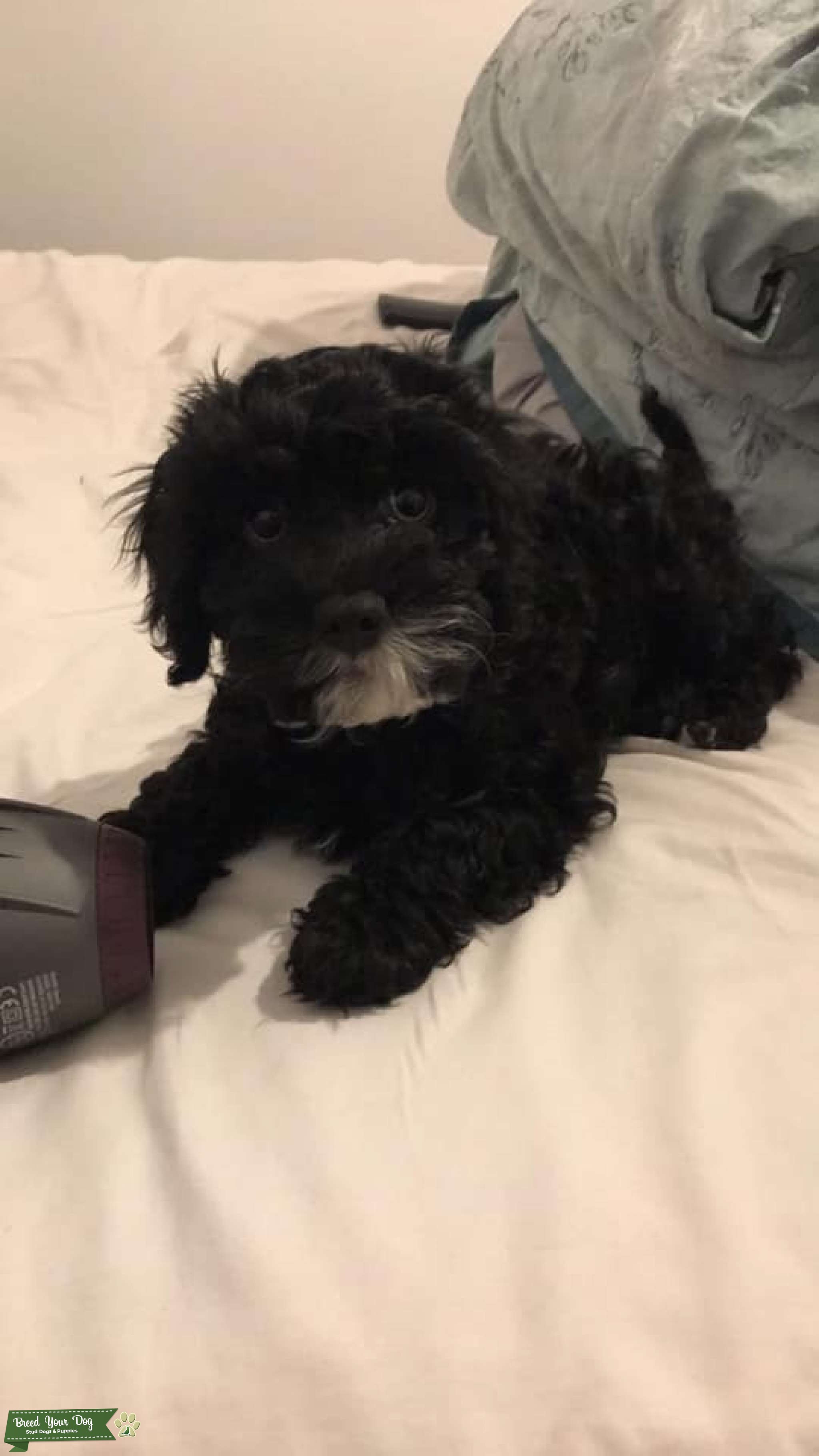 Cavapoo for stud Stud Dog South Wales Breed Your Dog