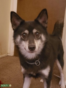 2.5-3yr old Black/Silver Pomsky with Brown eyes Listing Image