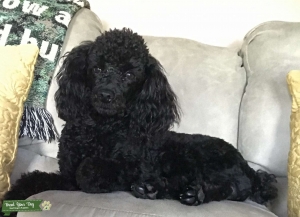 STUD DOG  Listing Image