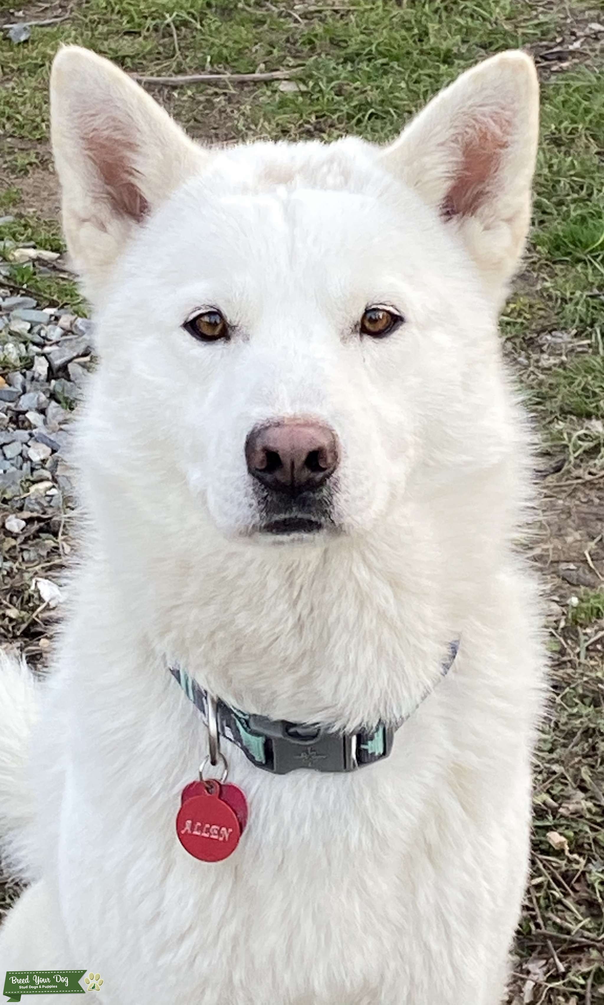 Pure white husky Stud Dog in Texoma, the United States Breed Your Dog