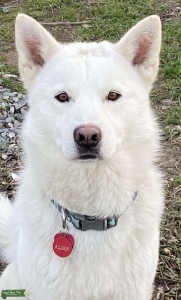 Pure white husky Listing Image