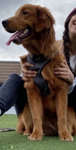Golden Retriever mix Listing Image