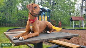 Wht. Brown Rhodesian Ridgeback, Purebred  Listing Image