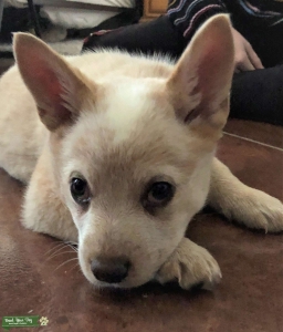 Red Heeler Listing Image