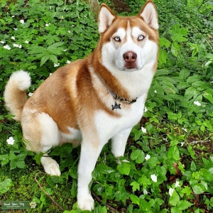 Rare Red Husky Stud Listing Image