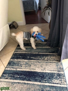 Miniature poodle Listing Image
