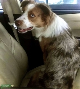 Looking for tricolor Mini Aussie male for stud service Listing Image