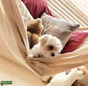Sweet Female Maltipoo Looking for Stud! Listing Image