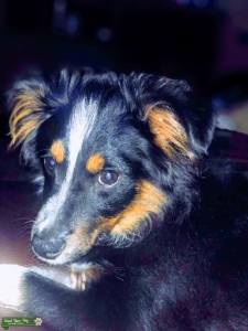Mini Tri Aussie Female (Recessive Merle) Listing Image