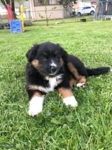Black Tri Shepherd  Listing Image