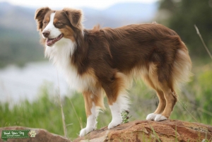 Red Tri, Mini Australian Shepherd, Stud (pure bred) Listing Image