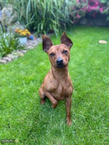 STAG RED MINIATURE PINSCHER FOR STUD Listing Image