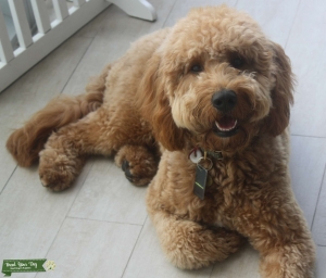 Mini Goldendoodle  Listing Image