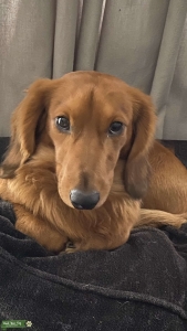 Male Dachshund In Miami  Listing Image