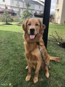 Red Golden Retriever Stud Listing Image