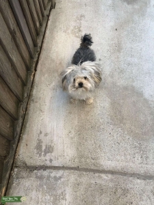 Yorkie male free stud Listing Image