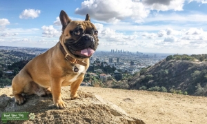 FRENCHIE STUD for fem who produces black mask red fawn litter  Listing Image
