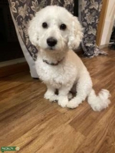 Sweetest Poodle You’ll ever know Listing Image