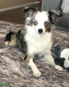 Stud services available (toy aussie) Listing Image