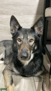 German Shepherd Listing Image