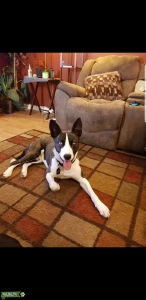 Looking to see if anyone wants to breed with my stud husky/pitbull mix before I get him neutered? Listing Image