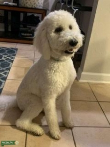 Male Goldendoodle for breeding Listing Image