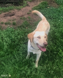 Great Stud Dog!!! Listing Image