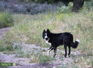 Working Border Collie Stud Listing Image