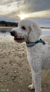 Stud Standard Poodle Listing Image