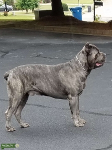 Cane corso Listing Image