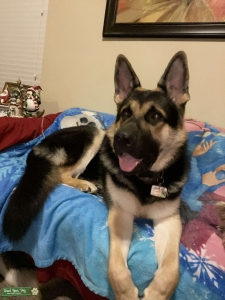 Male black/tan German Shepherd Listing Image