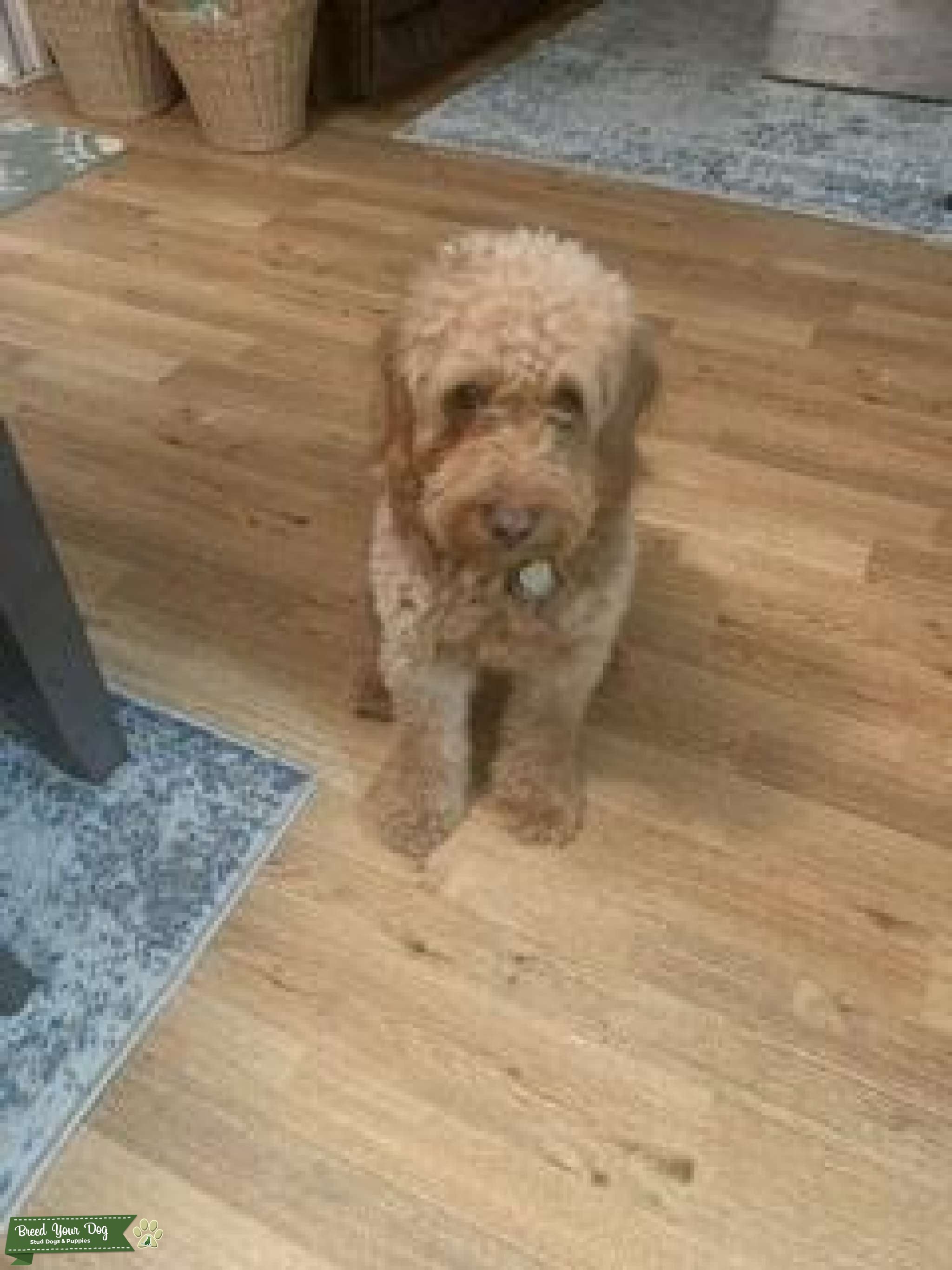 Mini Goldendoodle Stud Dog in Boca Raton , the United States Breed