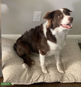 Border Collie Stud  Listing Image