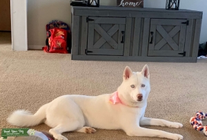  White and blue eyed husky looking for a Pomeranian stud Listing Image