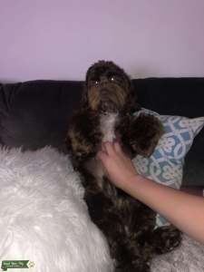 Cockapoo Stud  Listing Image