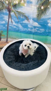 White Maltese Stud Dog  Listing Image