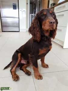 cocker spaniel studs near me