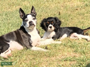 Bronco is a loving stud-muffin Listing Image