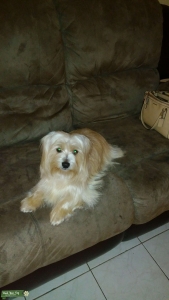 Looking for a morkie female Listing Image