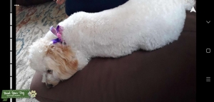 Pom Poodle Mix Listing Image