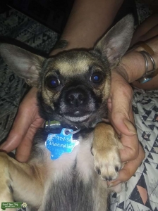 Brown Chihuahua Listing Image
