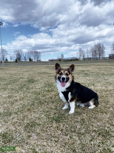 Tri-Color AKC Pembroke Welsh Corgi Listing Image