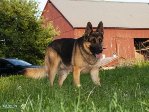 German Shepherd Dog Stud - AKC Registered  Listing Image