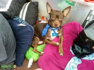 Chocolate Deer Head Chihuahua Listing Image