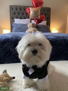 I’m looking for a Maltese Girlfriend  Listing Image