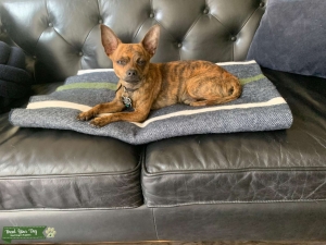 Brindle Chihuahua Listing Image