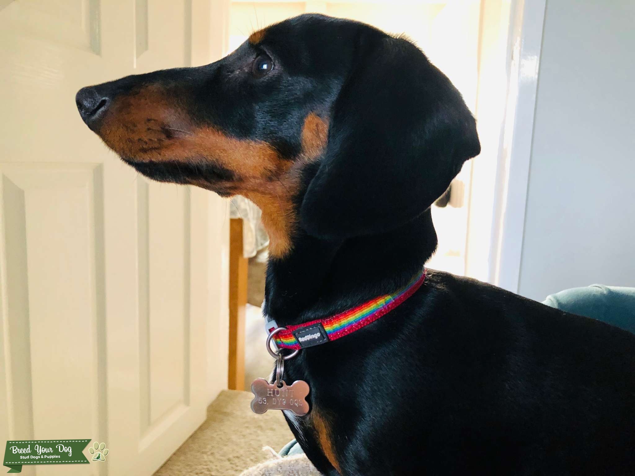 Miniature Dachshund Stud looking for Bitch Stud Dog in Hagley