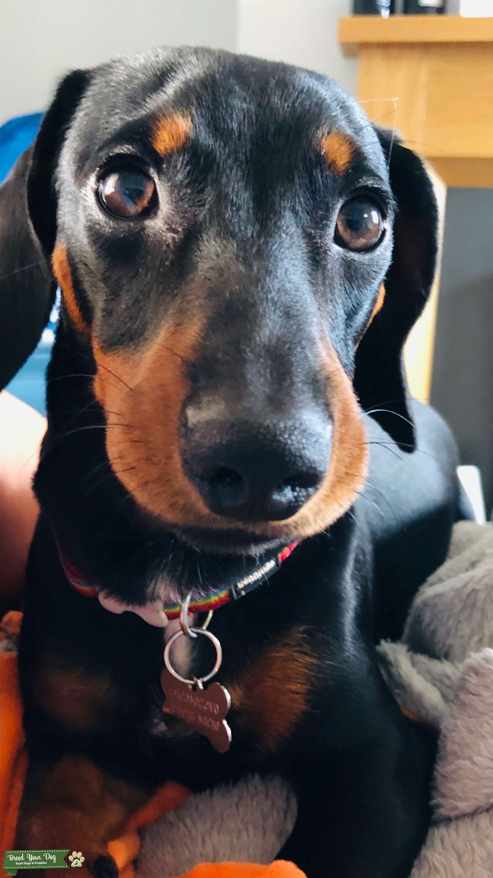 Miniature Dachshund Stud looking for Bitch Stud Dog in Hagley