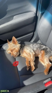 Cute Yorky Listing Image